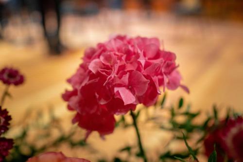 Concert des Amis de l'OSR du 2 juillet. ©Nicolas Righetti/Lundi13.ch